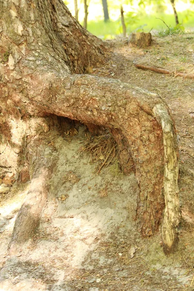 Disparo Vertical Árbol Grueso Bosque — Foto de Stock