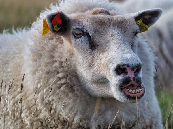 Nahaufnahme Eines Kauenden Erwachsenen Schafes Das Auf Einem Feld Lustige — Stockfoto