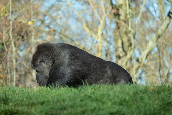 Closeup Shot Gorilla Walking Grass Mountain — Stock Photo, Image