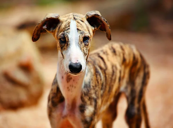 Tiro Seletivo Foco Cão Engraçado Bonito Whippet — Fotografia de Stock