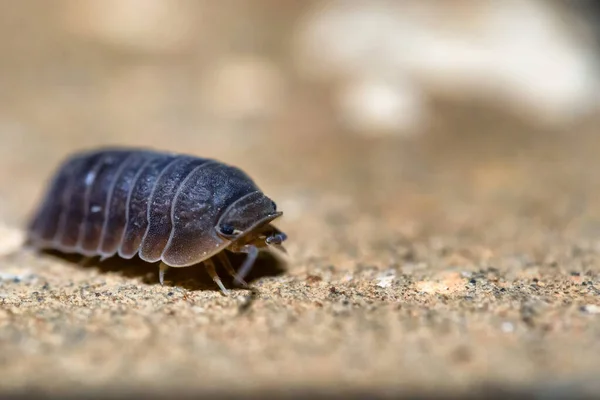 Makroaufnahme Einer Winzigen Assel Auf Verschwommenem Hintergrund — Stockfoto