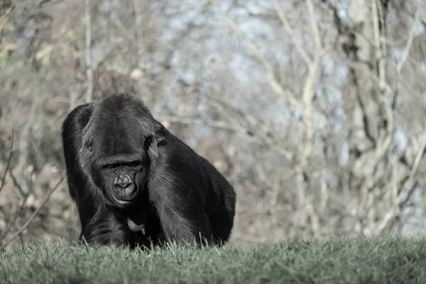 Tiro Perto Gorila Andando Grama Montanha — Fotografia de Stock