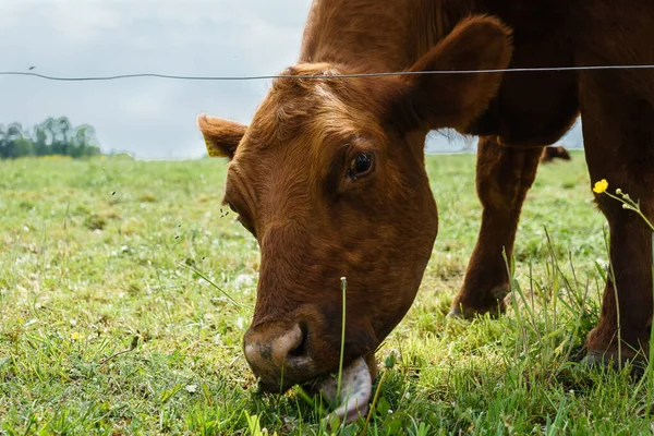 Closeup Shot Cow Grazing Fields — Stock Photo, Image