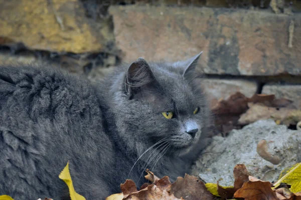 かわいい灰色の猫のクローズアップショット — ストック写真