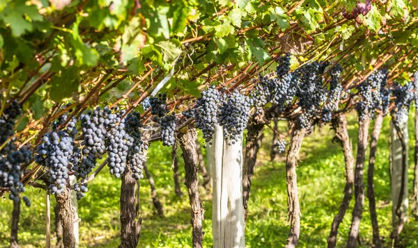 Een Rode Vinograd Wijnstok Met Zonnestralen Vallende Ion Het — Stockfoto