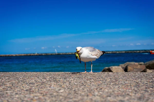 Белая Чайка Пляже — стоковое фото