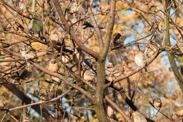 Bir Ağaç Dalına Tünemiş Ispinoz Kuşlarının Alçak Açılı Görüntüsü — Stok fotoğraf