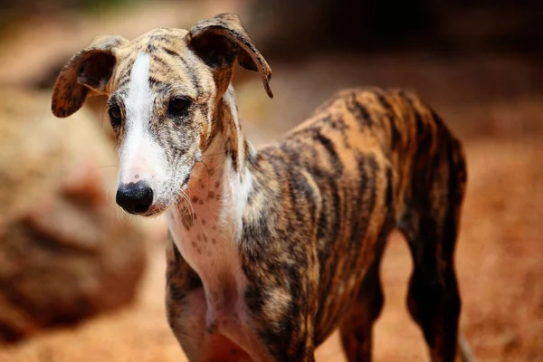 面白いかわいいネズミの犬の選択的なフォーカスショット — ストック写真