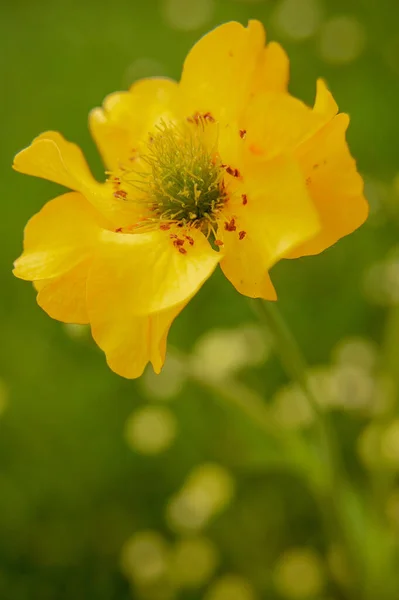Ένα Κάθετο Πλάνο Ενός Κίτρινου Λουλουδιού Αγρού Θολή Φόντο — Φωτογραφία Αρχείου