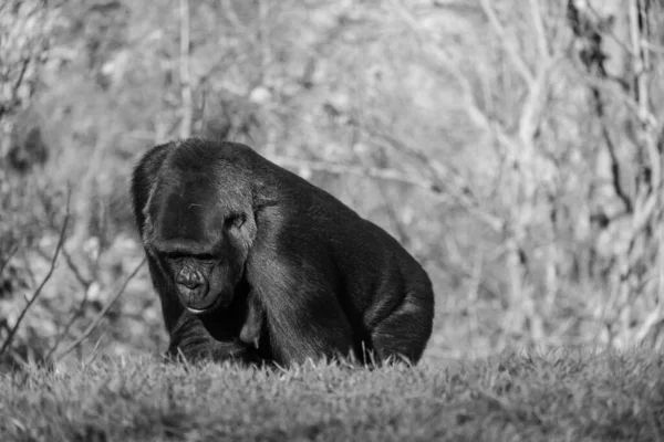 Graustufenaufnahme Eines Gorillas Der Auf Dem Gras Berg Spaziert — Stockfoto