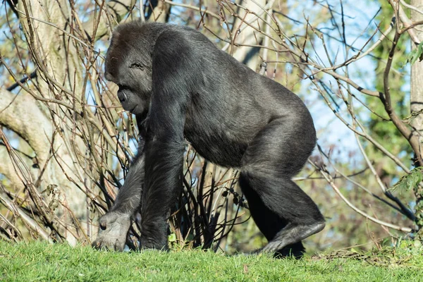 Närbild Gorilla Som Går Zoo Solljus — Stockfoto