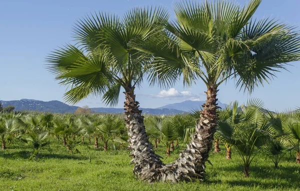 Выращивание Пальм Коста Браве — стоковое фото