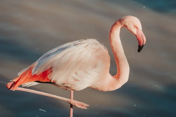 Крупный План Красивого Розового Фламинго — стоковое фото
