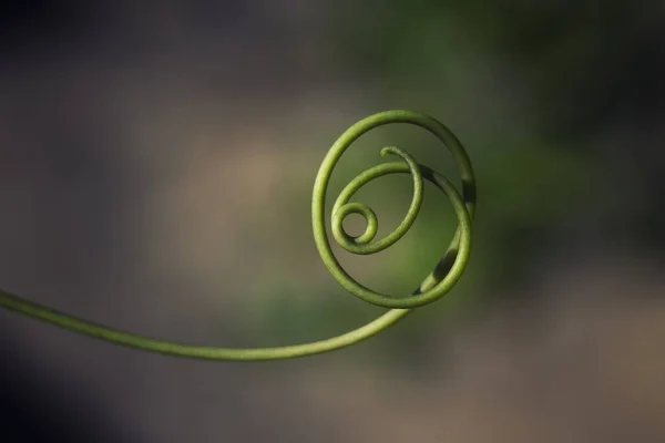 A macro shot of green spiral plants on a blurry background