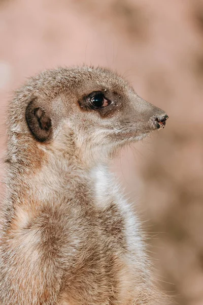 Vertical Closeup Shot Small Meerkat —  Fotos de Stock