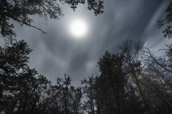 月と空の下で多くの木の低角度ショット — ストック写真