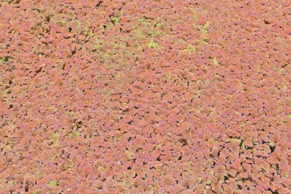 扁平水面上漂浮的阿佐拉蕨类植物的景观 — 图库照片