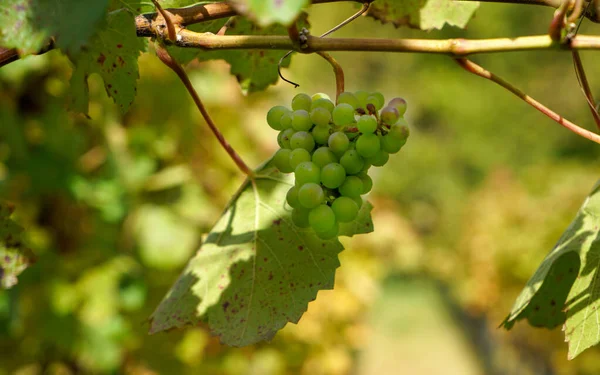 Eine Selektive Nahaufnahme Von Trauben Einer Weinrebe Auf Einem Weinberg — Stockfoto