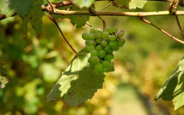 Foco Seletivo Fecha Uvas Uma Videira Uma Vinha — Fotografia de Stock