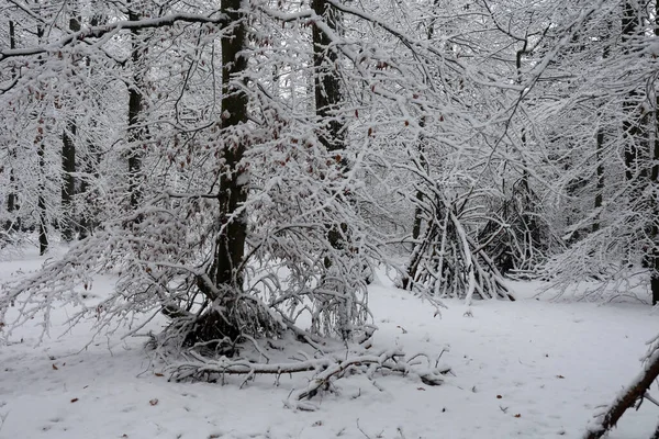 Ένα Δάσος Ξερά Δέντρα Και Κλαδιά Καλυμμένα Στο Πρώτο Χιόνι — Φωτογραφία Αρχείου