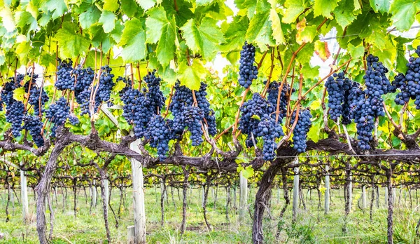 Een Rode Vinograd Wijnstok Met Zonnestralen Vallende Ion Het — Stockfoto