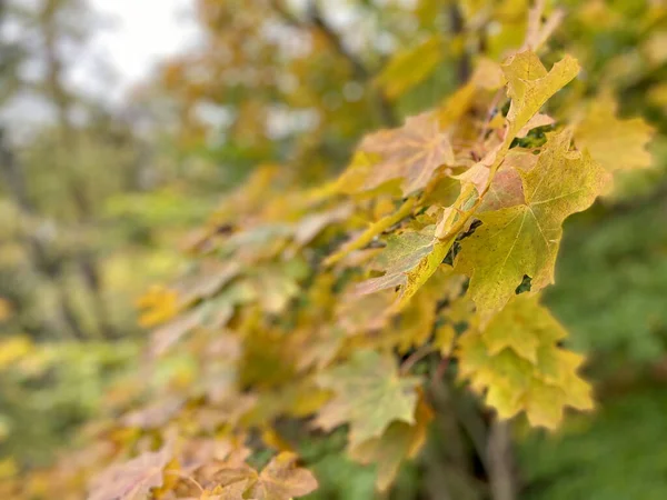 Selective Focus Shot Autumn Yellow Leaf Tree Garden Fall — Stock Photo, Image