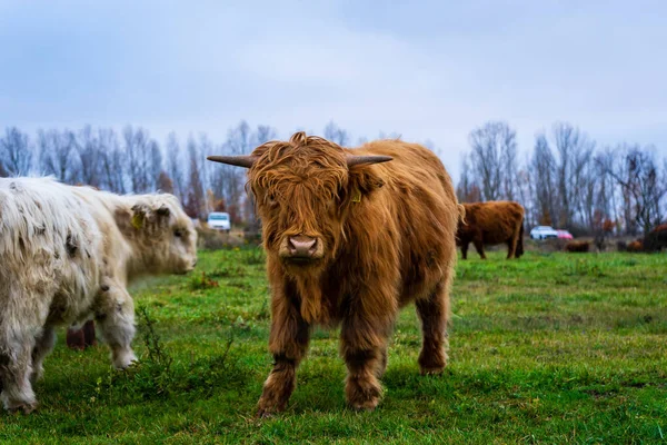 Крупный План Высокогорных Шотландских Коров Зеленом Поле — стоковое фото