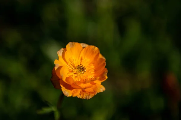 Beautiful Flowers Western Mongolia Mongolia Very Beautiful Country Visit See — Foto de Stock