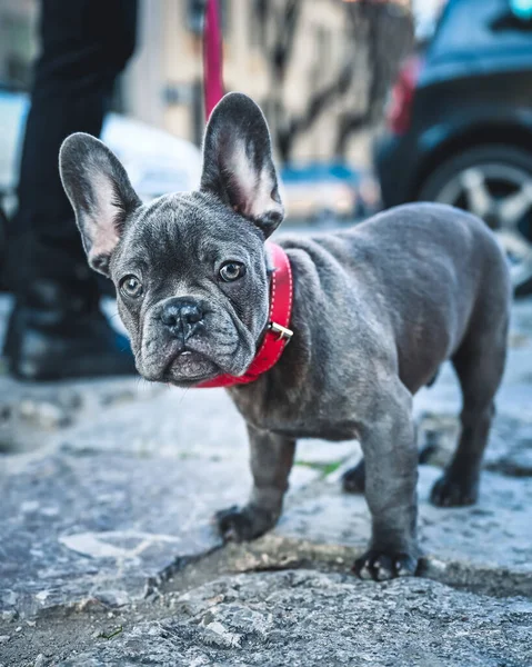 Függőleges Szelektív Fókusz Közelkép Egy Francia Bulldog Álló — Stock Fotó