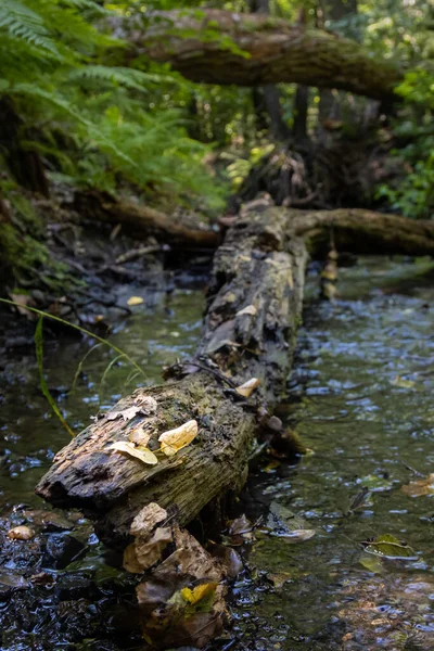 Plan Vertical Une Nature Intacte Dans Une Zone Forestière Gérée — Photo