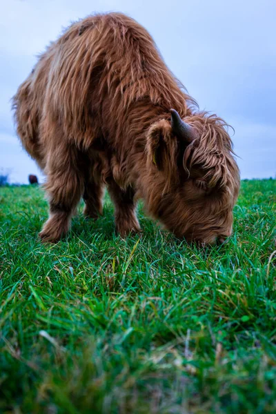 Vertical Shot Highlander Cows — Stock Photo, Image