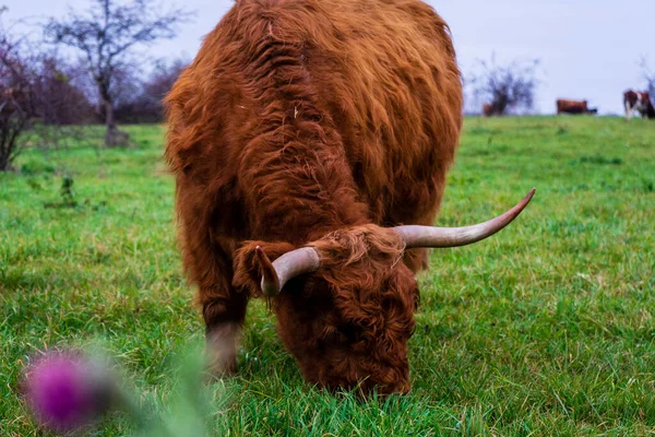 Gros Plan Des Vaches Highlander — Photo