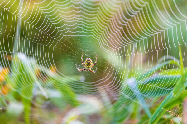 クモの巣の中央でクローズアップショット — ストック写真