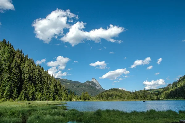숲으로 둘러싸인 호수의 아름다운 — 스톡 사진