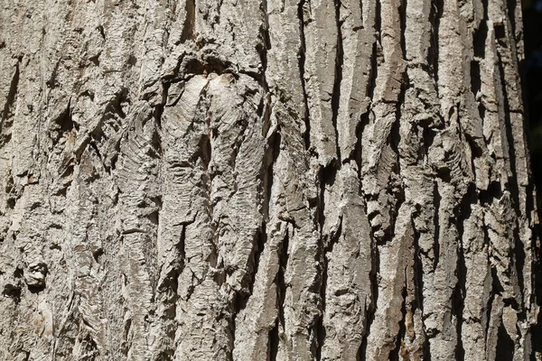 Closeup Shot Wooden Bark Texture Details — Stock Photo, Image