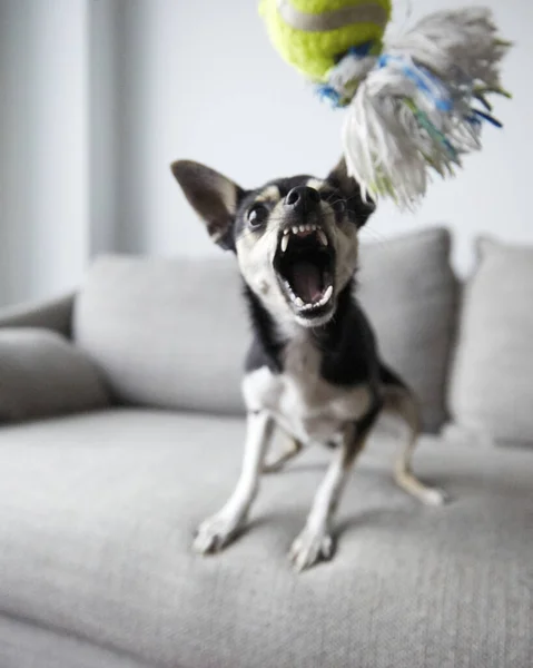 Colpo Verticale Chihuahua Arrabbiato Con Giocattolo — Foto Stock