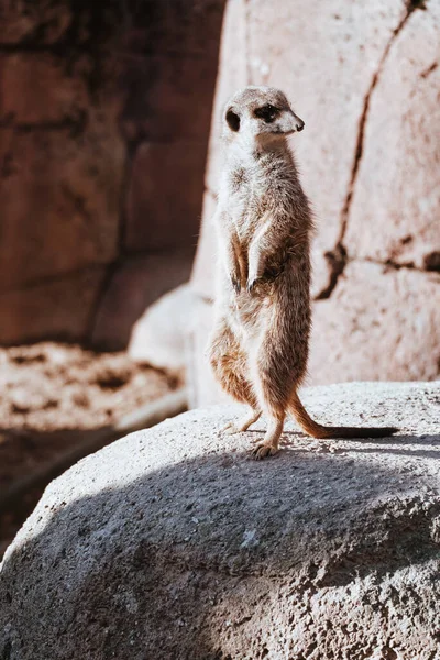 Gros Plan Vertical Petit Suricat Debout Sur Rocher — Photo