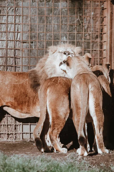 Μια Κάθετη Λήψη Λιονταριών Που Αγκαλιάζονται Στο Ζωολογικό Κήπο — Φωτογραφία Αρχείου