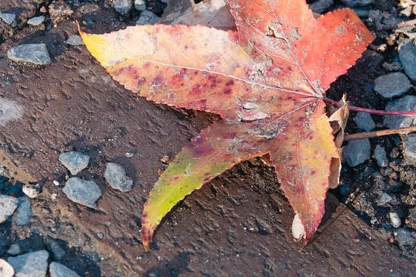 Высокоугольный Снимок Осеннего Листа — стоковое фото