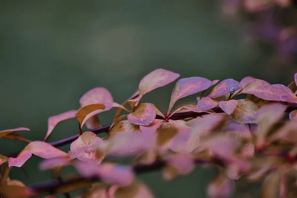 Selective Focus Shot Japanese Barberry Leaves — Stock Photo, Image