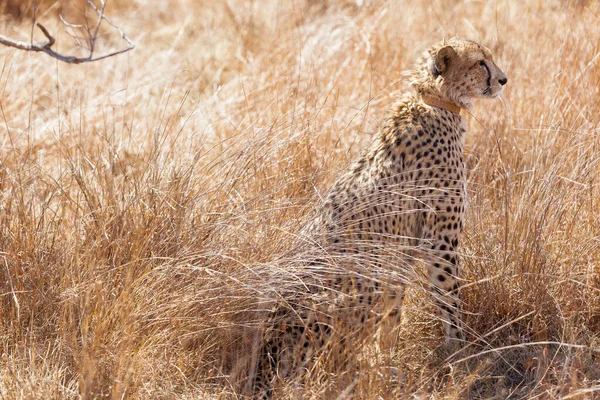 Una Toma Selectiva Del Foco Del Guepardo Africano Sentado Hierba — Foto de Stock