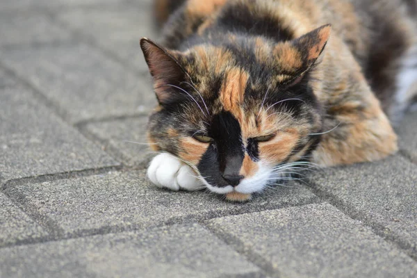 มมองของแมวสามส บนพ นคอนกร — ภาพถ่ายสต็อก