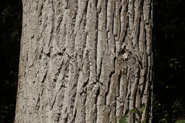 Zbliżenie Ujęcie Detali Drewnianej Kory Tekstury — Zdjęcie stockowe