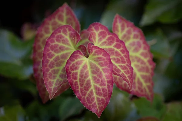 Gros Plan Belles Feuilles Rouges Vertes — Photo