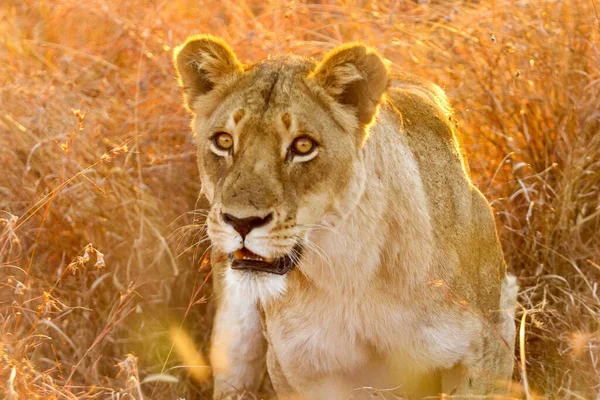 Μια Επιλεκτική Φωτογραφία Ενός Θηλυκού Λιονταριού Όλη Της Δόξα — Φωτογραφία Αρχείου