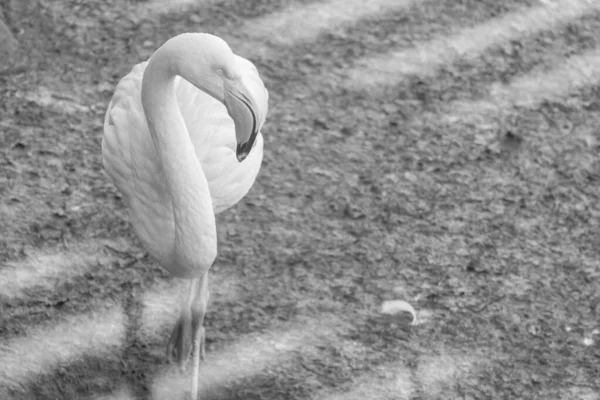 Grayscale Closeup Shot Flamingo — Foto de Stock