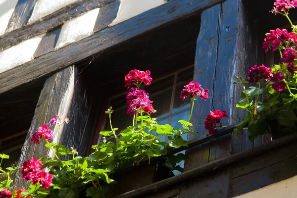 Low Angle Shot Pink Flowers Pots Old Windows — Stock Photo, Image