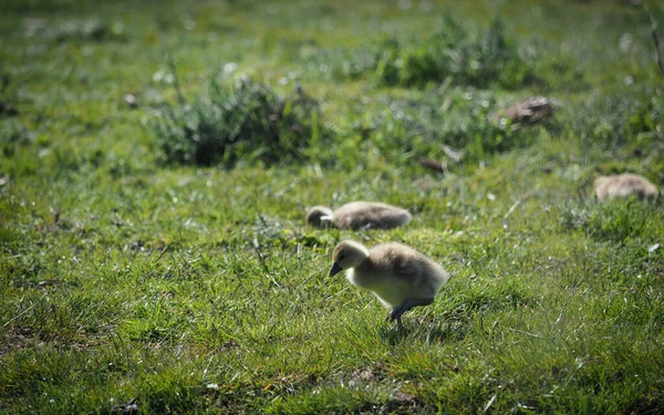 一只可爱的小鸭在绿草上的选择性镜头 — 图库照片
