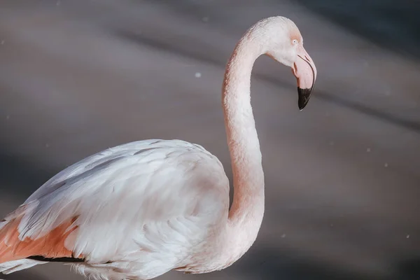 Közelkép Egy Gyönyörű Rózsaszín Flamingóról — Stock Fotó