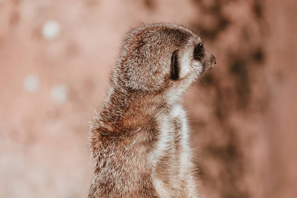 Closeup Shot Small Meerkat Looking Back — Stock fotografie